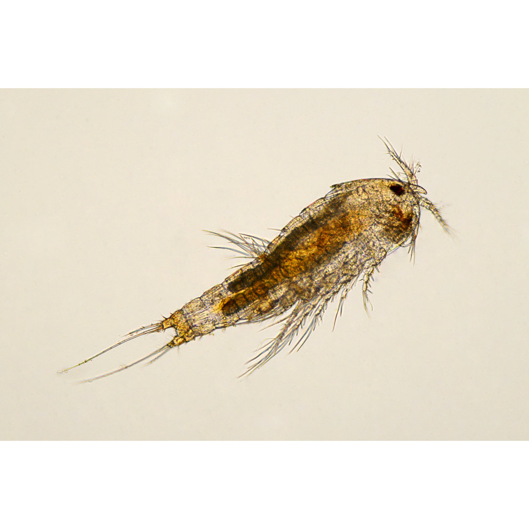 Copepoden-Mikrografie