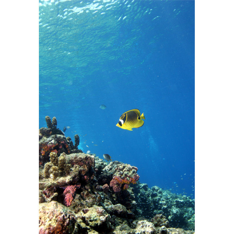 Butterfly Fish - Wrapped Canvas Print
