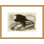 «White Headed Eagle» par John James Audubon, impression giclée sur cadre