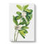 Swamp Magnolia by Mary Vaux Walcott - Wrapped Canvas Painting-61837895
