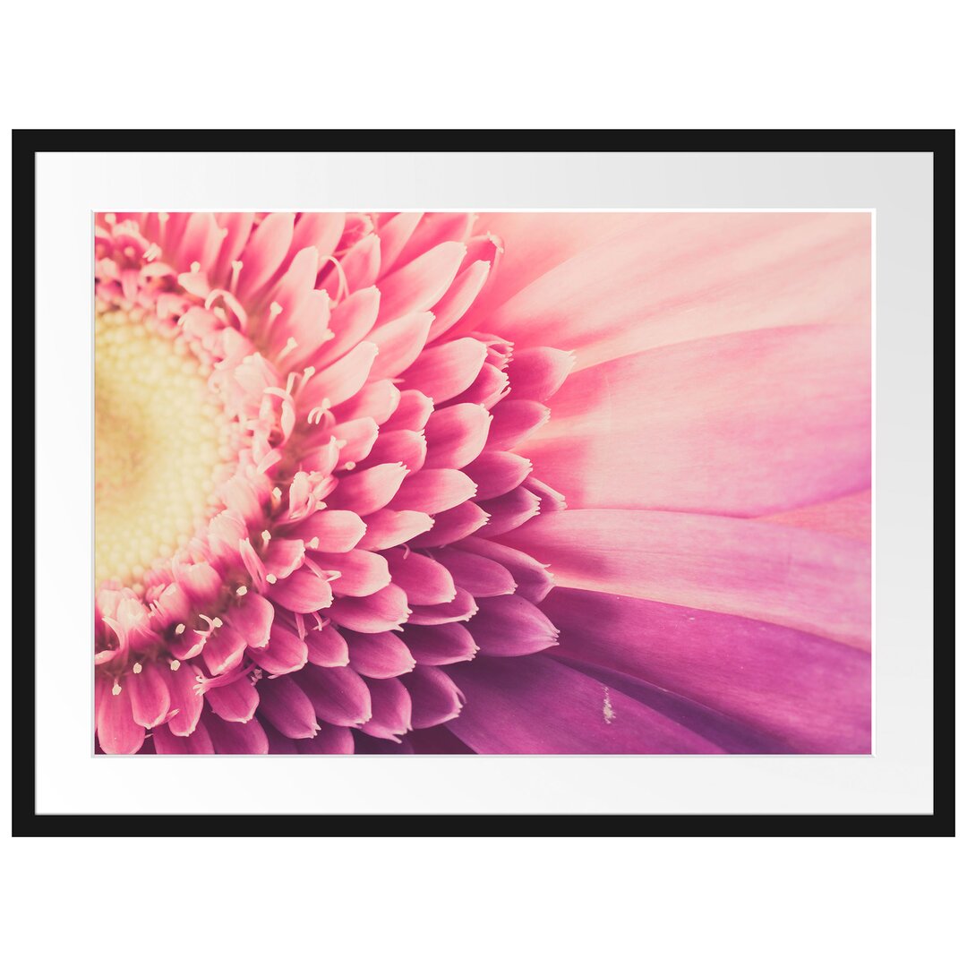 Gerahmtes Poster Wunderschöne Gerbera Blüte