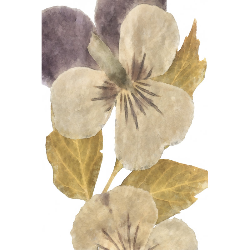 Neutral Pansy I by Alonzo Saunders - Print on Canvas, 91 cm H x 61 cm W, Black Floater Framed