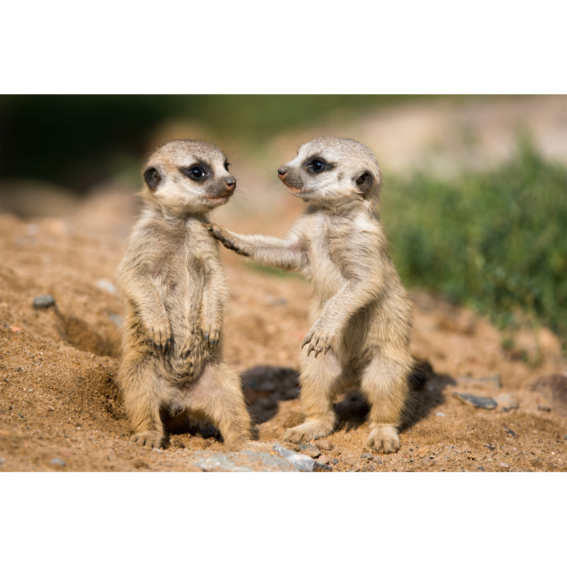 Suricate - photographie sur toile tendue, H 20 po x l 30 po