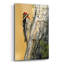 «Yellow Bellied Sapsucker» par Ron Parker, verre acrylique Wal Art-1983999333