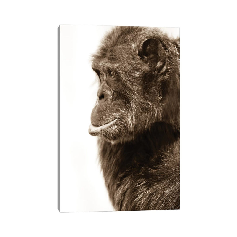 Chimpanzee III by Goran Anastasovski - Wrapped Canvas Print, 20.32 cm H x 30.48 cm W