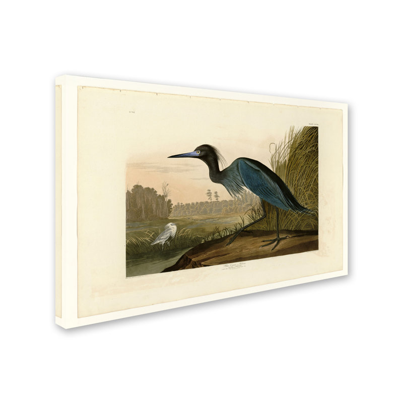 «Blue Crane or Heron» par James Audubon, reproduction d'art sur toile, H 30 po x l 47 po