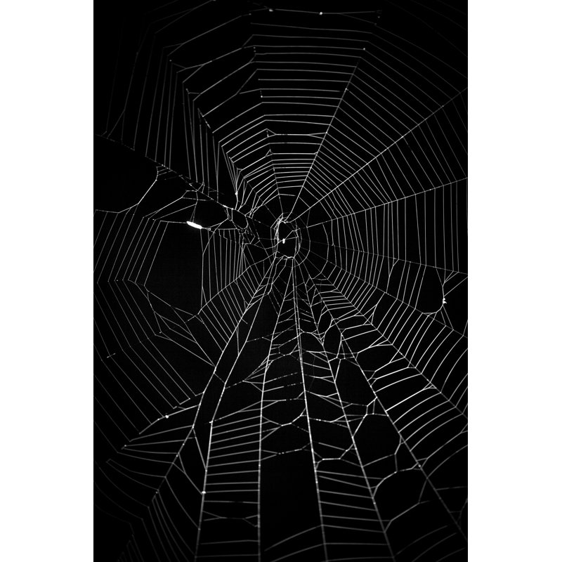 Spider Web by THEPALMER - Wrapped Canvas Print, 46cm H x 30cm W x 3.8cm D