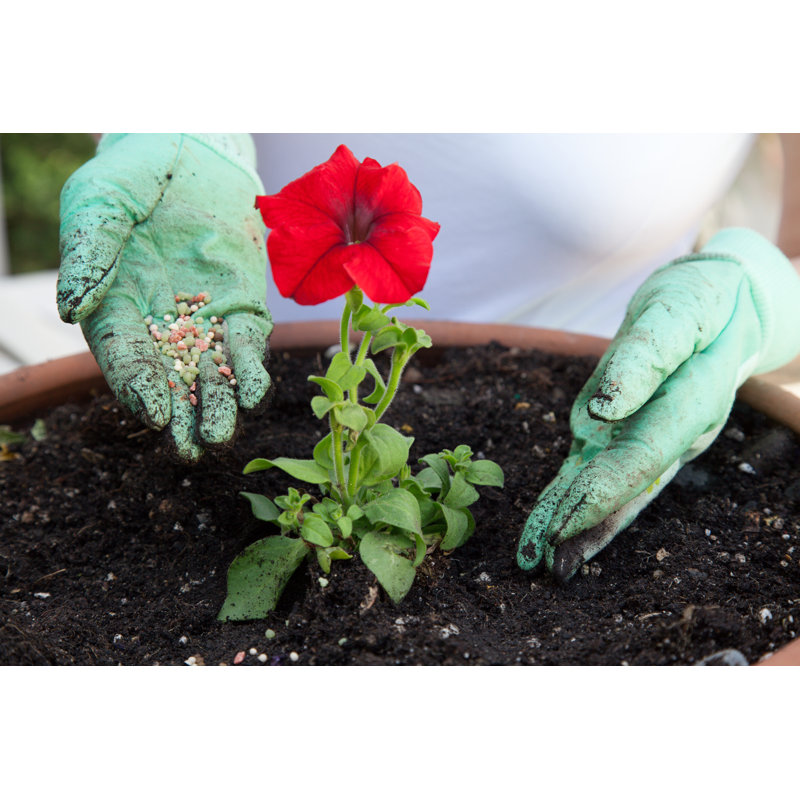 Fertilizing Petunia Flower - Wrapped Canvas Print, 51cm H x 76cm W x 3.8cm D
