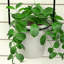 Metal Wall Planter