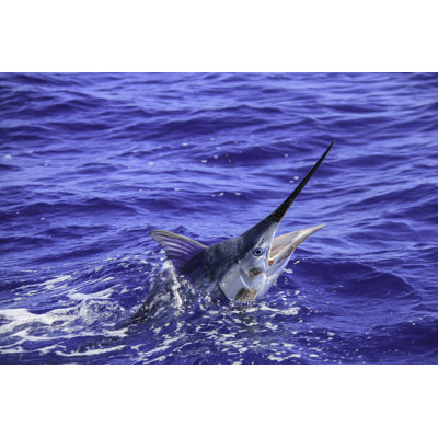 Juvenile Black Marlin by Kelly Dalling - Wrapped Canvas Print