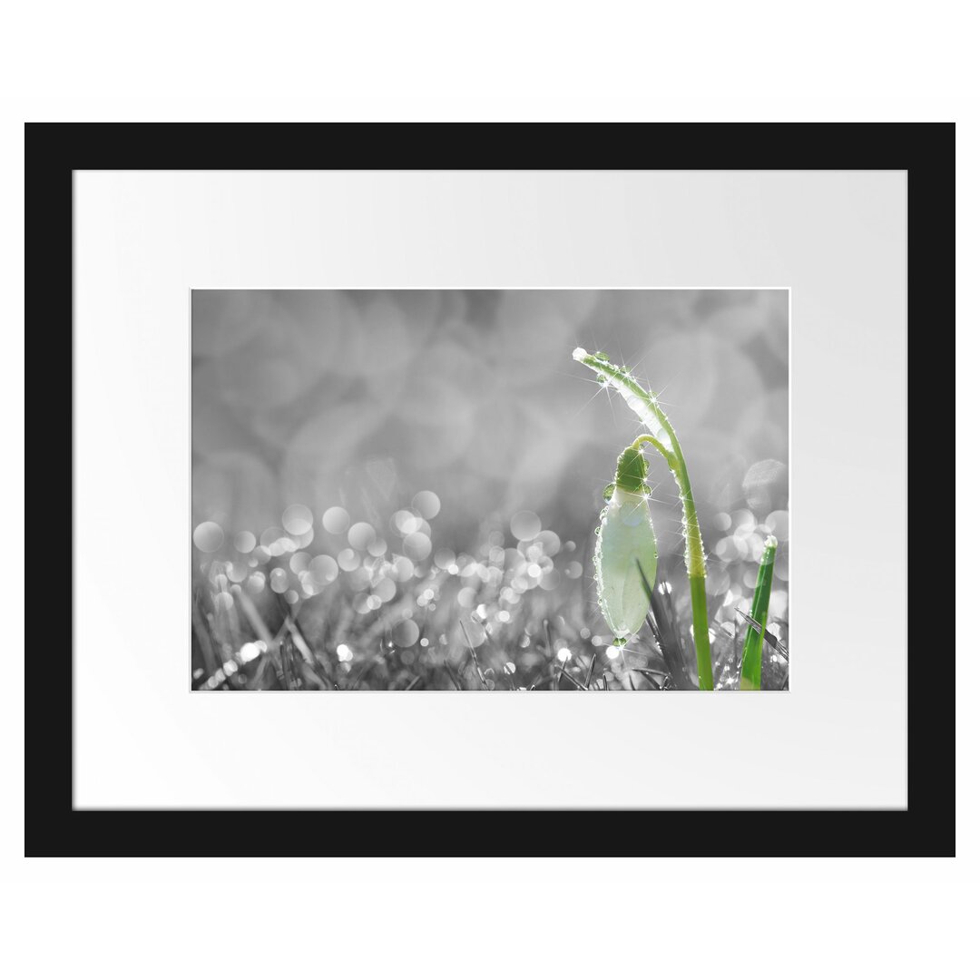 Gerahmter Fotodruck Snowdrops in Morning Dew