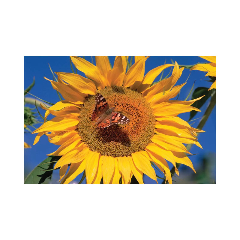 Painted Lady Butterfly On Sunflower, New Mexico by Tim Fitzharris - Gallery-Wrapped Canvas Giclée on Canvas, Wrapped Canvas