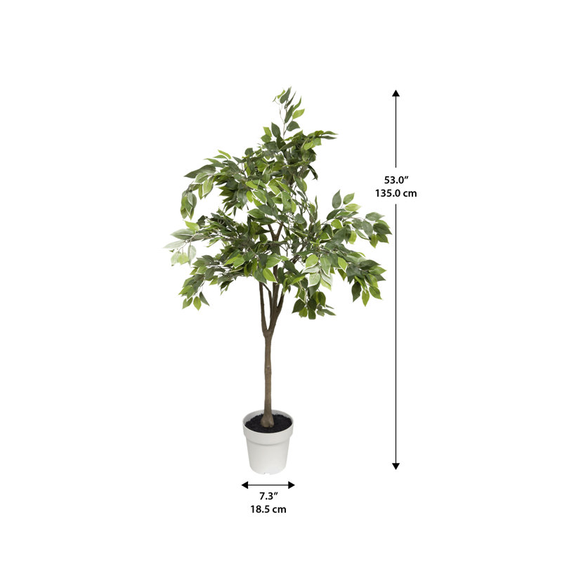 Ficus Tree