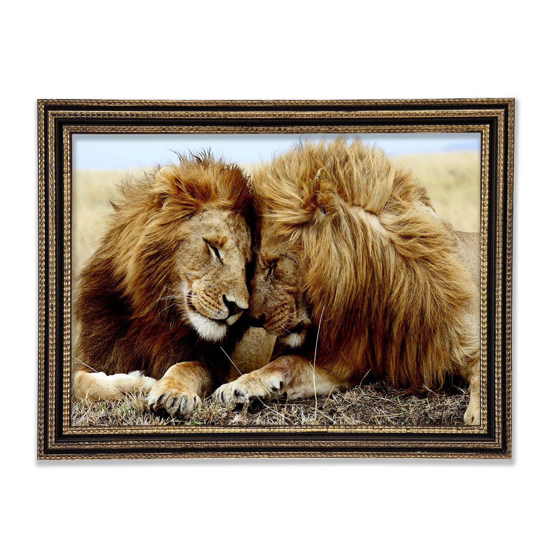 Gerahmtes Poster Lions Love Wild Cats Tiere