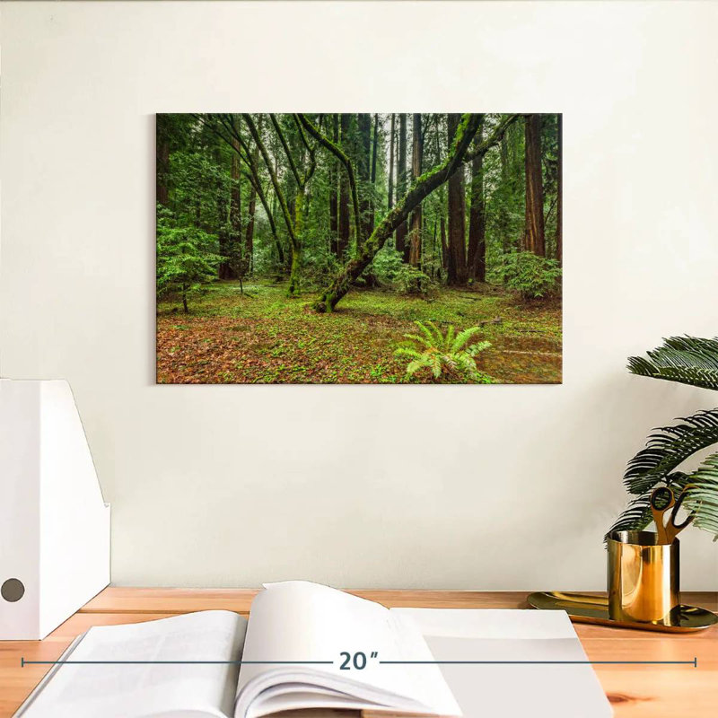 Forêt Alvord Muir Woods, H 8 po x l 12 po