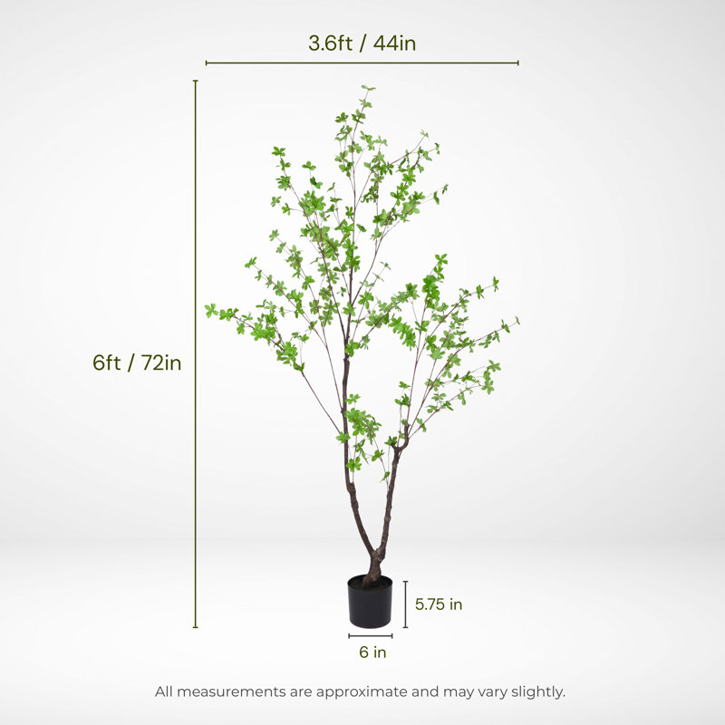 Enkianthus japonais en pot 78 po Everleaf