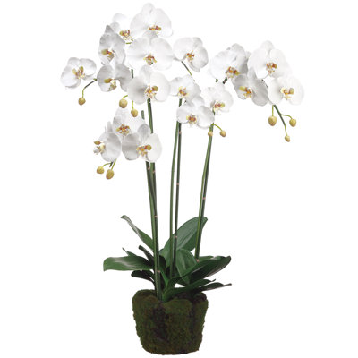 Phalaen. Plante avec sol / mousse