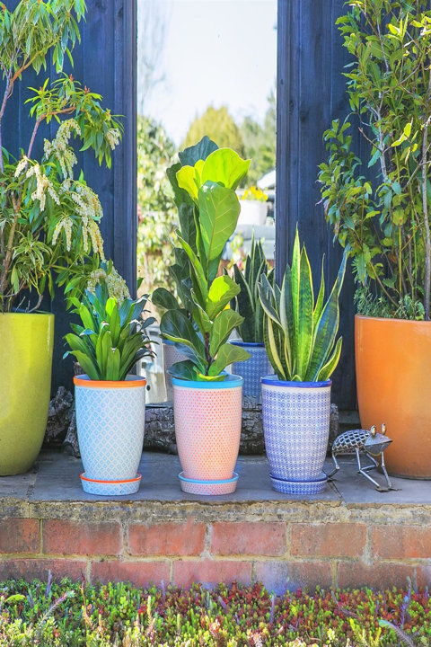 Plant Pots