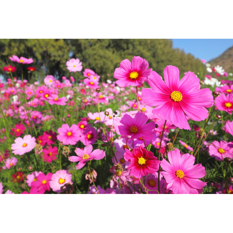 Cosmos Flowers - Photographie sur toile tendue, H 32 po x l 48 po