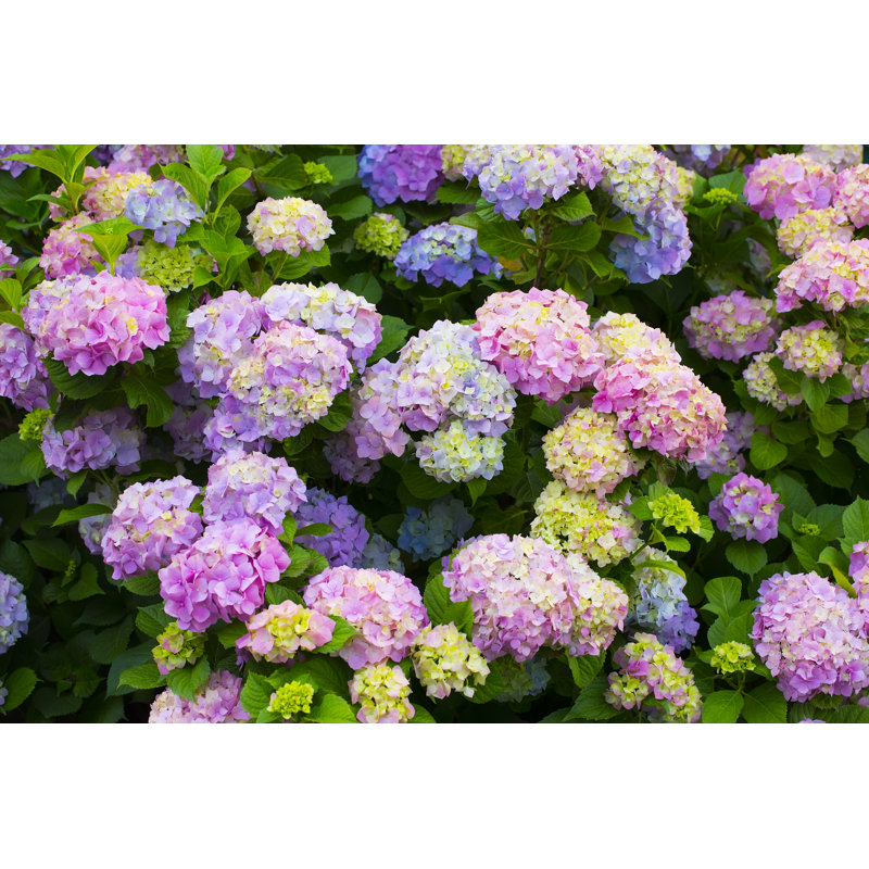 Hydrangea Flowers in a Garden - Photographie sur toile tendue, H 32 po x l 48 po