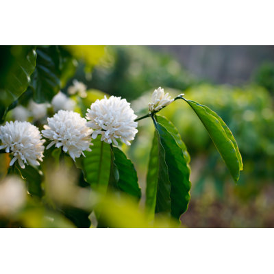 Flowering Coffee Tree by CHAIWATPHOTOS - Wrapped Canvas Print