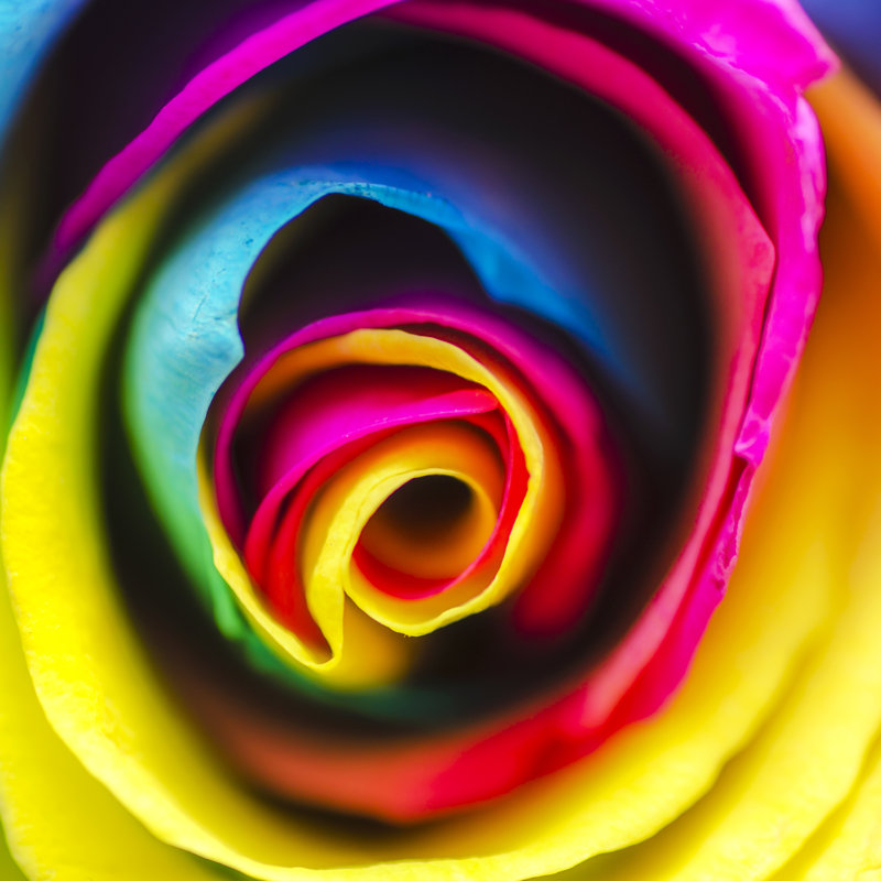Rainbow Flower Rose by Maury75 - Wrapped Canvas Print, 30cm H x 30cm W