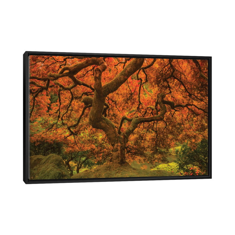 « radiant érable ii », reproduction d’impression sur toile, H 18 po x l 26 po x P 1,5 po, Toile encadrée noire, Pas de tapis