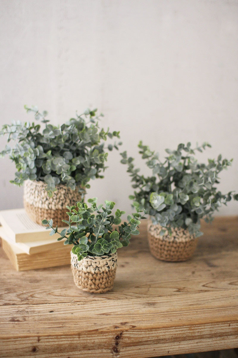 6 10 " Eucalyptus Plant in Basket