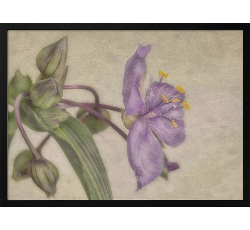 "Mauve fleur", art mural texturé encadré, H 10 po x l 14 po, Noir