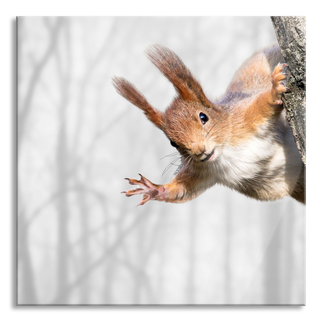 Glasbild Neugierig rotes Eichhörnchen