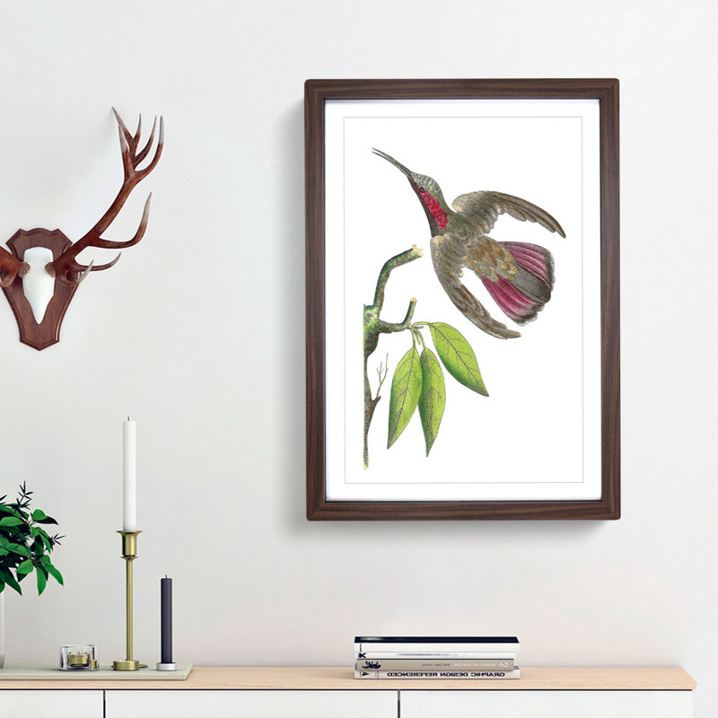 Purple-Tailed Hummingbird by George Shaw - Framed Print, Walnut Framed, 48cm H x 36cm W x 2cm D