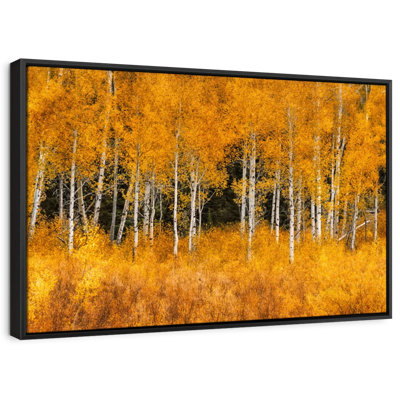 Grand Teton Aspen Trees Canvas Print