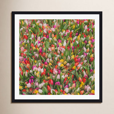Thyrome "Rainbow Tulips" Print by Hello Twiggs
