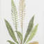 Assorted Ferns Framed Art