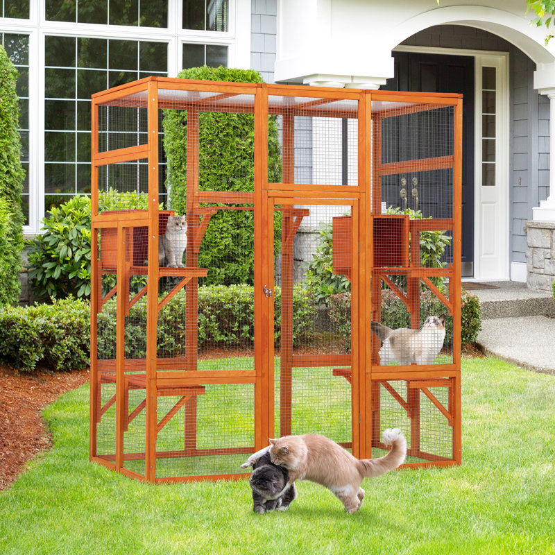 Cat Cage, Orange