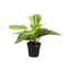Live Lemon Lime Prayer Plant