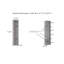 Armoire de rangement en lin Savannah-1714422751