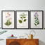 Nature Printed Botanicals V - reproduction sur mesure encadrée de qualité supérieure - 3 pièces-506778561-506778560