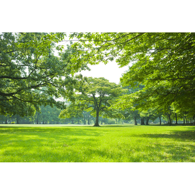 Park Lawn - Wrapped Canvas Print, 30cm H x 46cm W x 3.8cm D