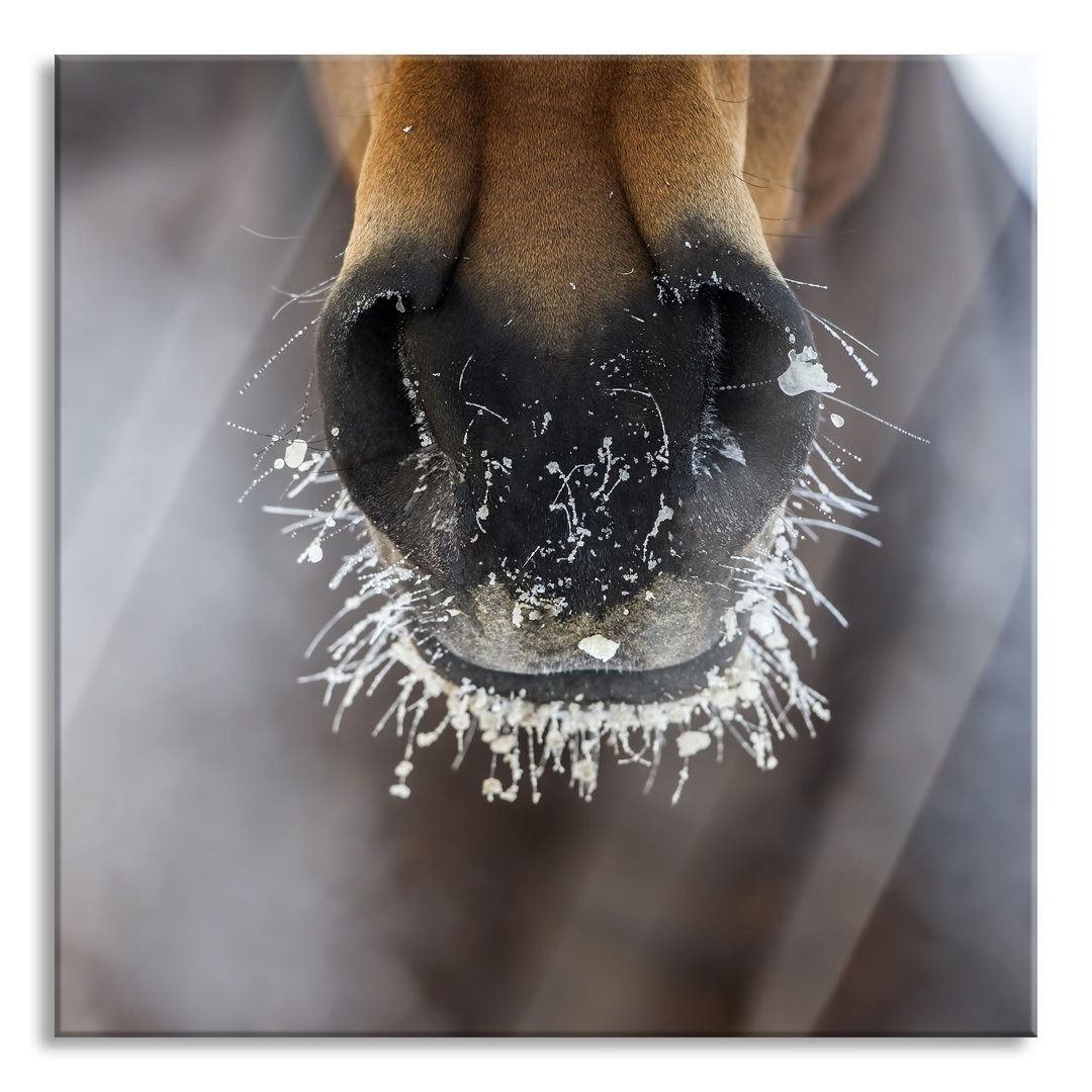 Ungerahmtes Foto auf Glas "Horse Muzzle"