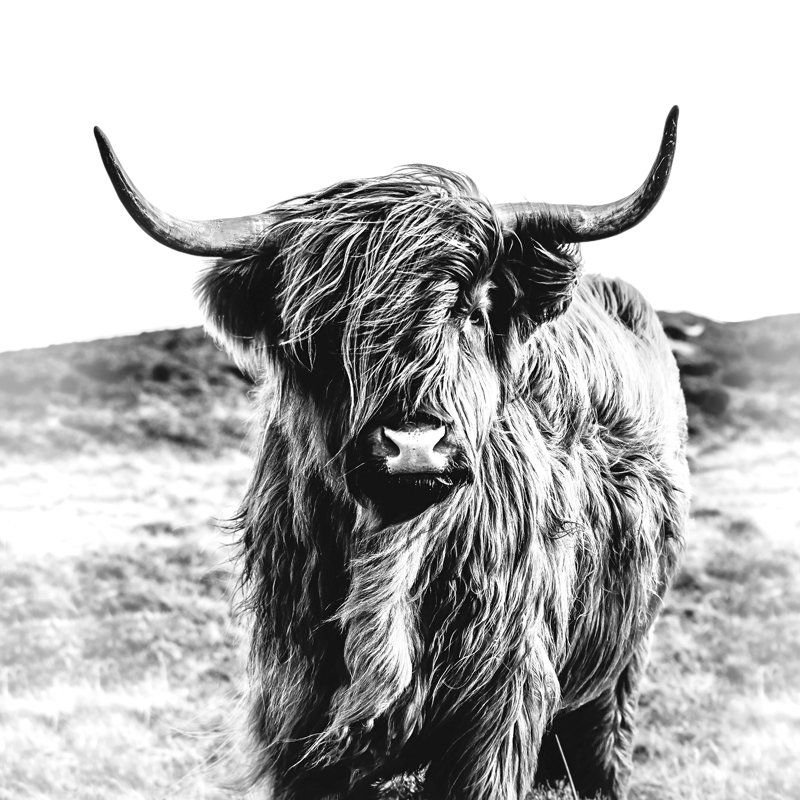 Scottish Highland Cattle III - No Frame Art Prints on Float Glass, 80cm H x 80cm W x 1.5cm D