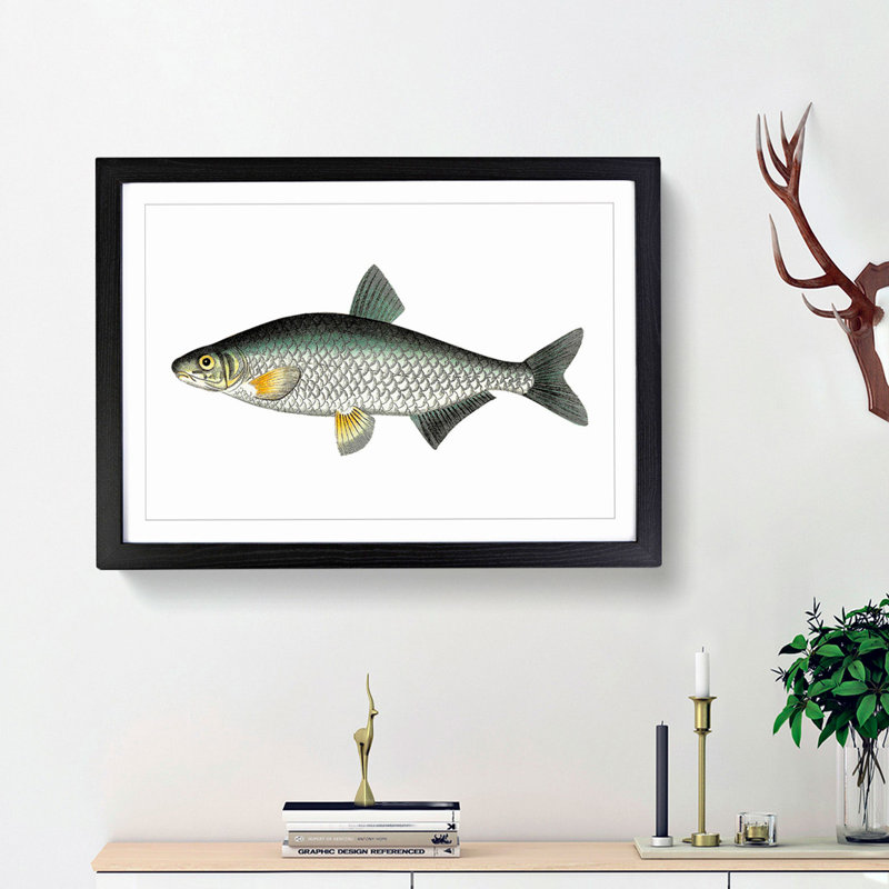 Vimba Carp Fish by George Shaw - Framed Print, 27cm H x 36cm W x 2cm D, Black Framed