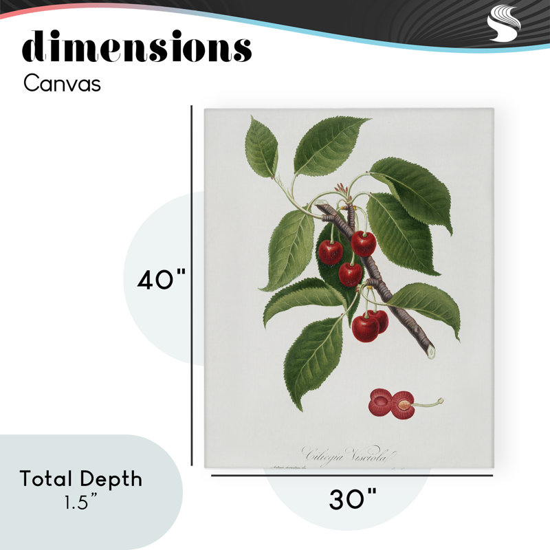 Latin Study of Cherry Plant Canvas, design by Lettered and Lined, 40" H x 30" W