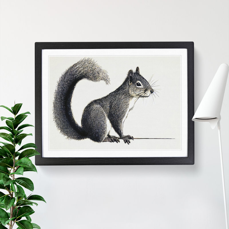 A Pleasant Squirrel - Single Picture Frame Print, Black Framed, 46cm H x 64cm W x 2cm D