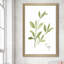 «Herb Sage» par Nan - Peinture-1494528115-1494528123