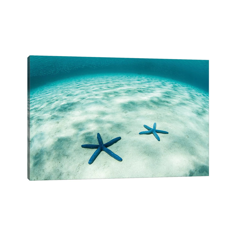 Starfish On A Brightly Lit Seafloor In The Tropical Pacific Ocean by Ethan Daniels - Wrapped Canvas Print