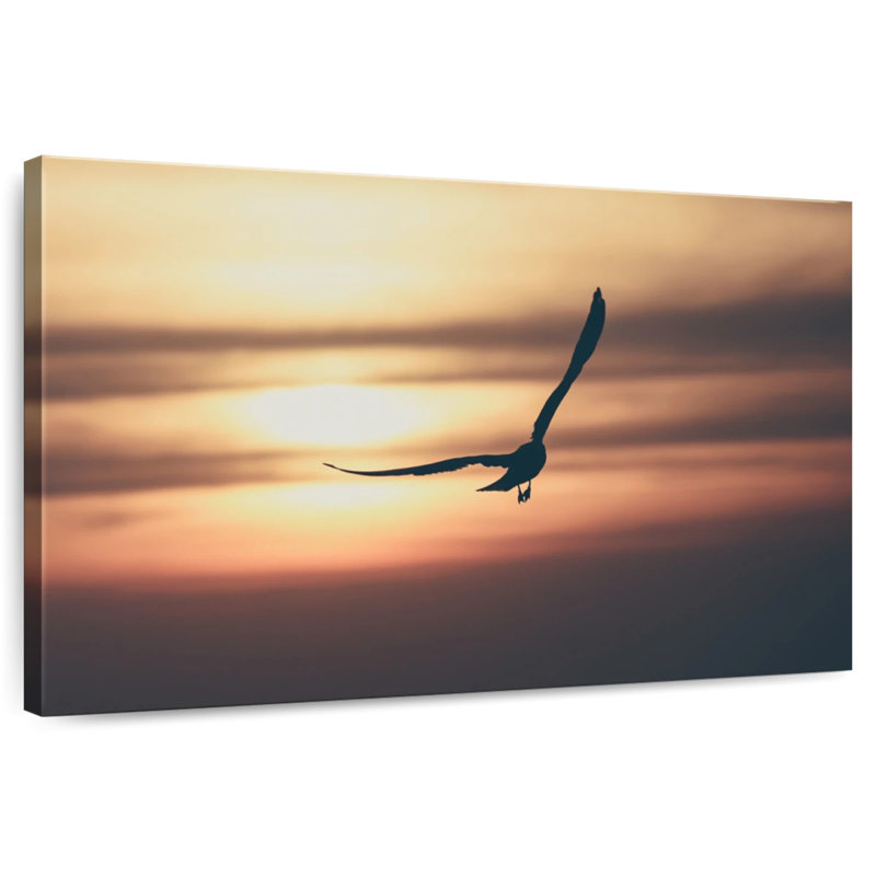 Crowle goéland et coucher de soleil