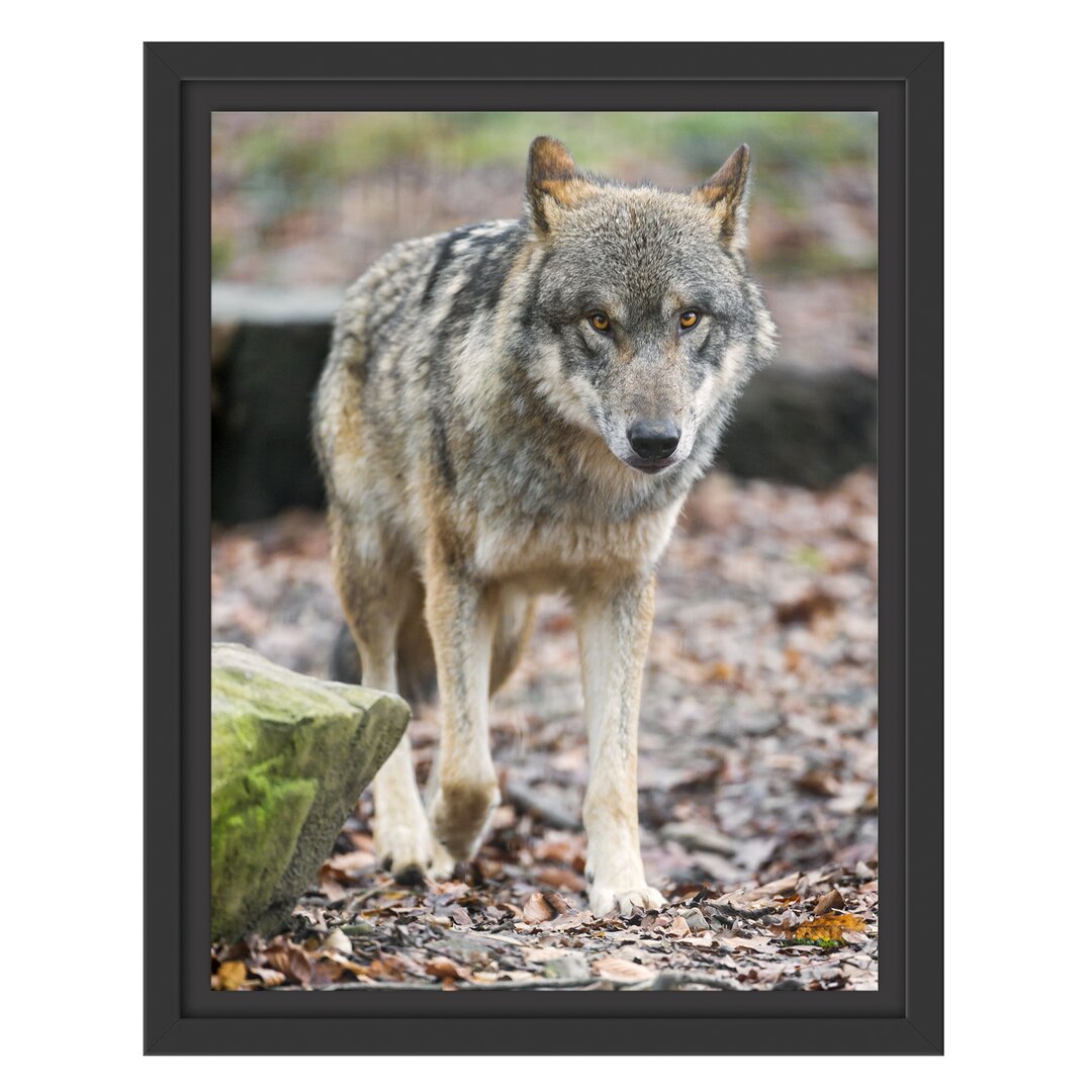 Gerahmtes Wandbild WolfLaubwald