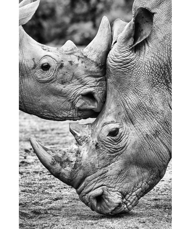 Wrapped Canvas Print, 76.2 cm H x 50.8 cm W