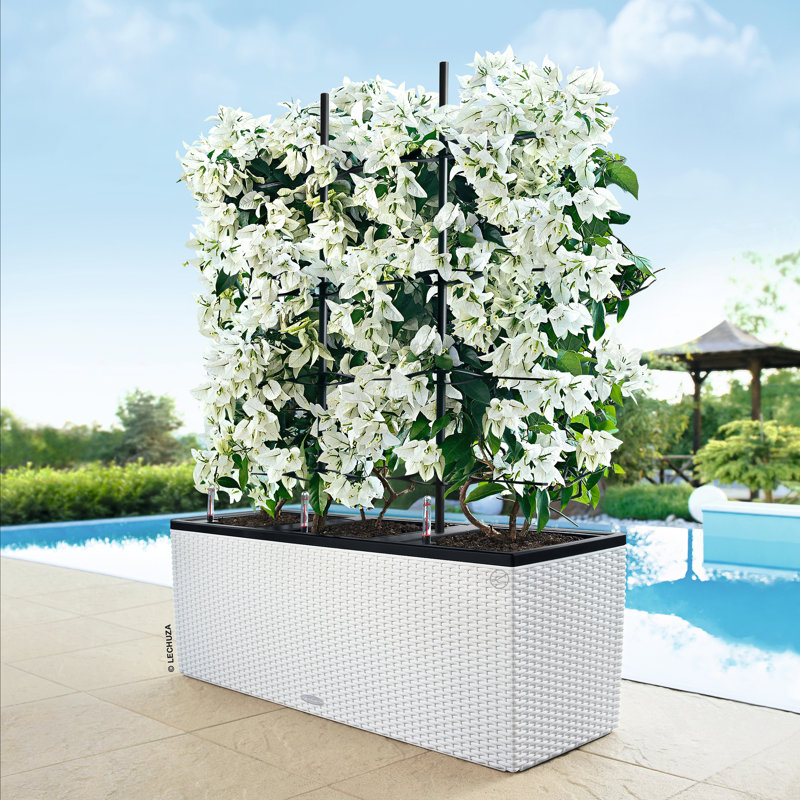 Lattice Panel Trellis, 170 cm H x 113 cm W